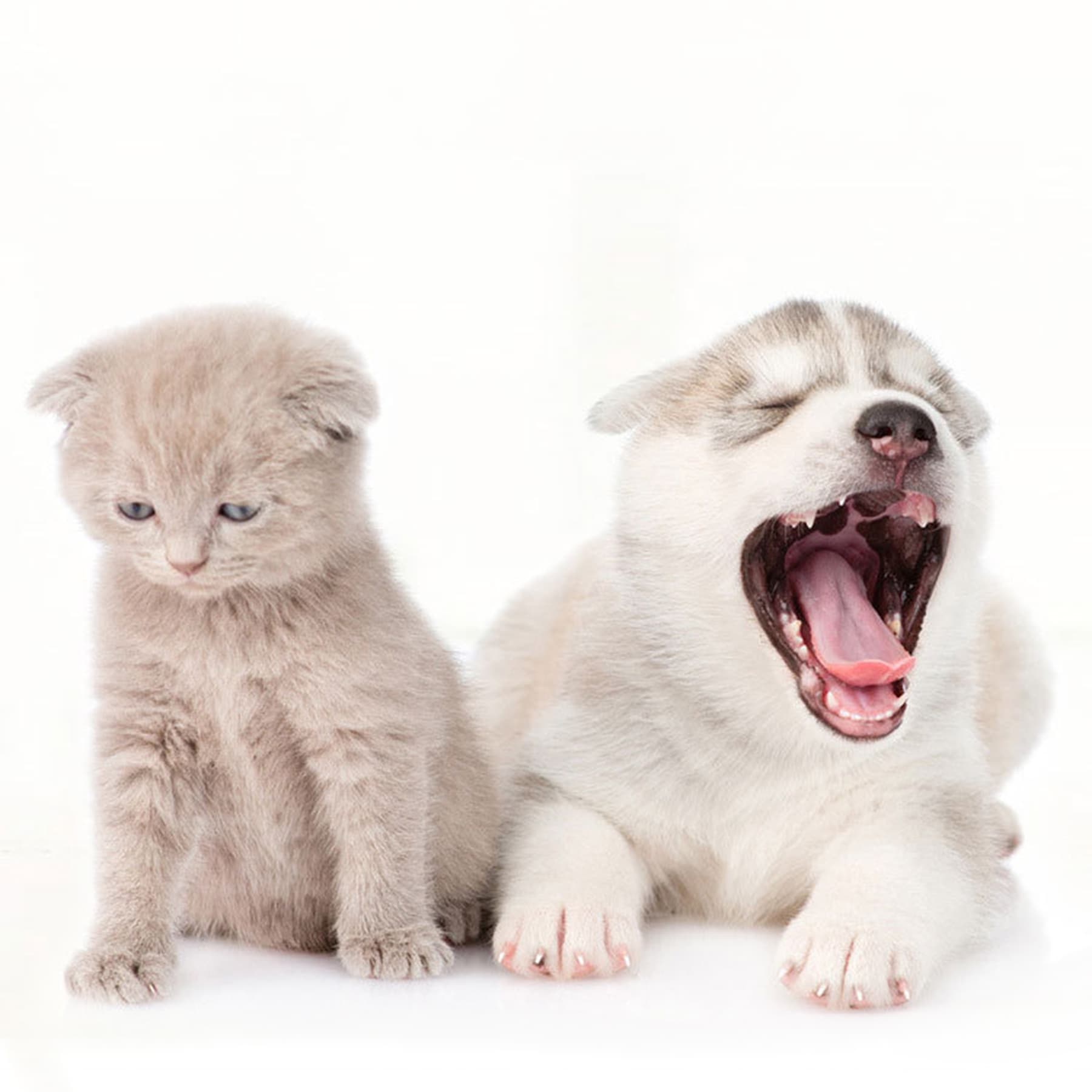 Stainless steel pet bowl thumbnail 2